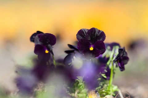 Garden Pansy (Viola wittrockiana)