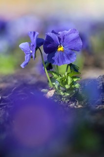 Garden Pansy (Viola wittrockiana)