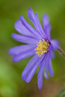 Blue Shades Windflower (Anemone blanda Blue Shades)