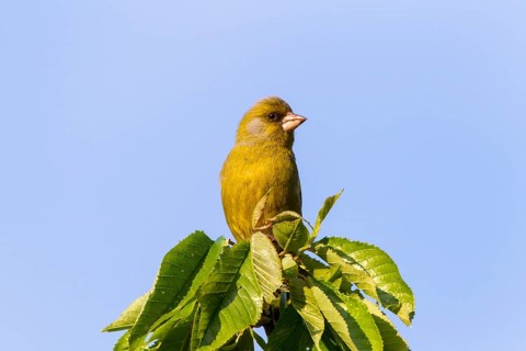 Greenfinch (Carduelis chloris)