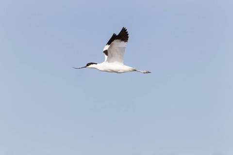Pied avocet (Recurvirostra avosetta) in flight