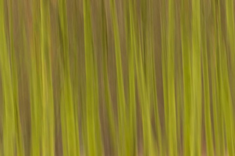 Row of trees with a blurred wipe effect