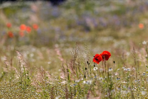 Corn Poppies (Papaver rhoeas)