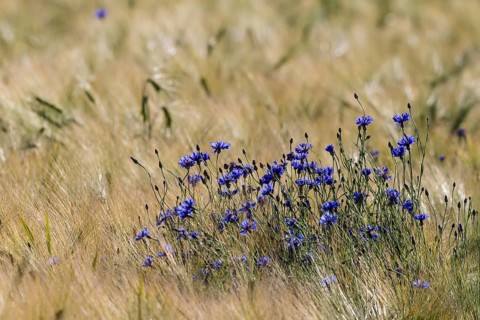 Cornflowers or Bachelor's Buttons (Centaurea cyanus)