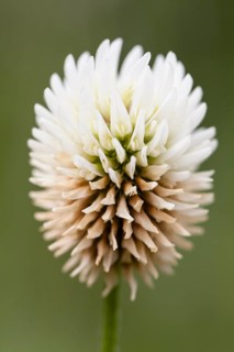 White Clover or Dutch Clover (Trifolium repens)