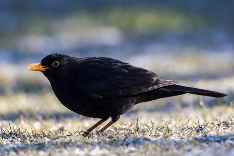 Blackbird (Turdus merula)