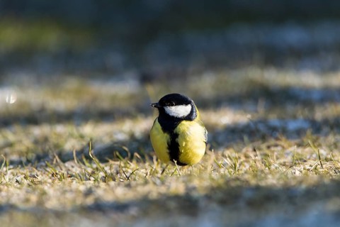 Great Tit (Parus major)