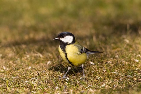 Great Tit (Parus major)