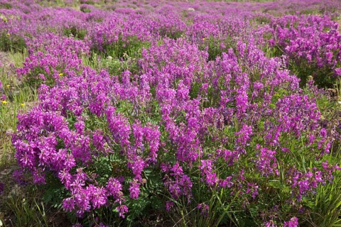 Blooming Broad-leaved willowherb (Epilobium montanum)