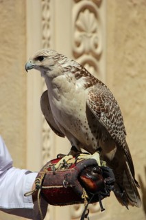 Gyrfalcon (Falco rusticolus) on the hand of a falconer