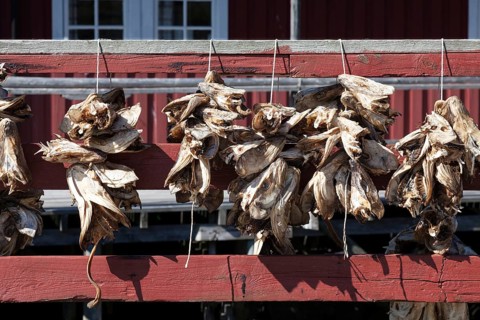 Cod heads hanging on lines to dry
