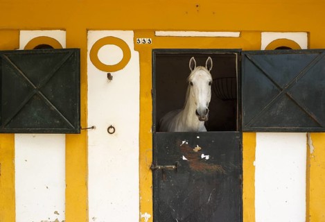Mare in a stable during the Feria del Caballo