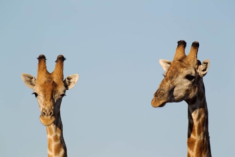 South African Giraffes (Giraffa camelopardalis Giraffa)