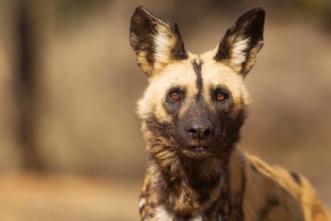 African Wild Dog (Lycaon pictus)