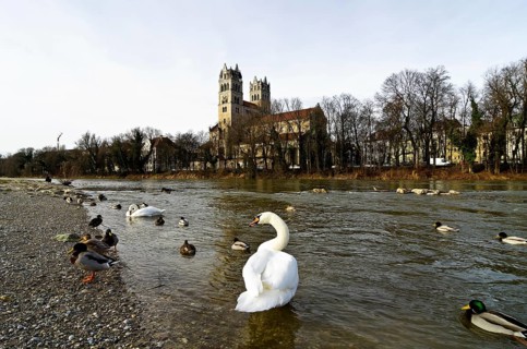 Swans and ducks on the river Isar