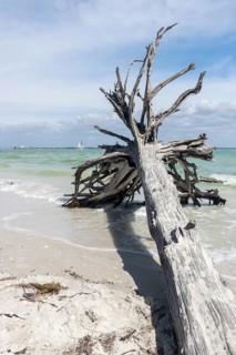 Stranded tree on the beach