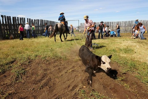 Cowboys and cowgirls bringing a cattle tied with a lasso to the ground to brand it