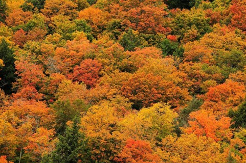 Deciduous forest in autumn colours