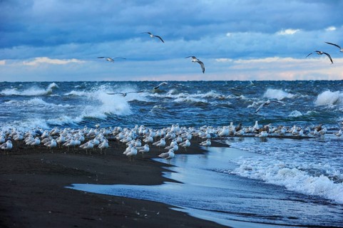Flock of Ring-billed Gulls (Larus delawarensis) sitting at the southernmost point of Canada on Lake Erie
