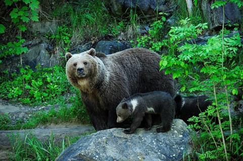 Brown Bear (Ursus arctos) with its cubs