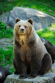 Brown Bear (Ursus arctos) sitting on a rock