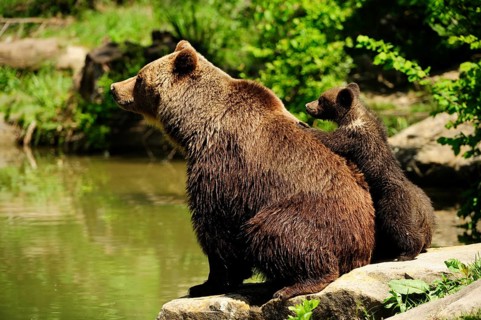 Brown Bears (Ursus arctos)