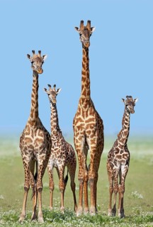 Herd of Giraffes (Giraffa camelopardalis) with calves