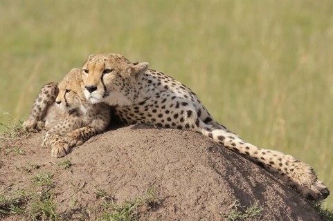 Cheetahs (Acinonyx jubatus)