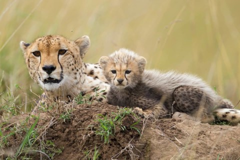 Cheetahs (Acinonyx jubatus)