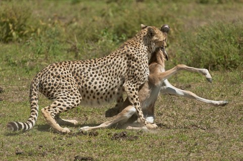 Cheetah (Acinonyx jubatus) killing a Blue Wildebeest (Connochaetes taurinus) calf by biting its throat