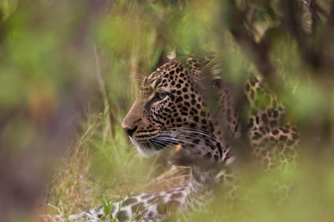 Leopard (Panthera pardus) in his hiding place