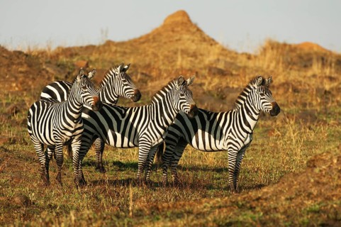 Grant's Zebras (Equus quagga boehmi) in the evening light