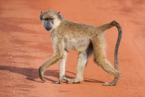 Olive Baboon or Anubis Baboon (Papio anubis)