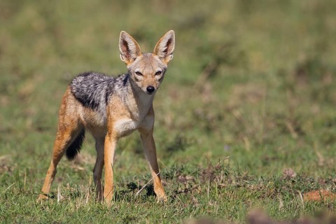 Black-backed Jackal (Canis mesomelas)