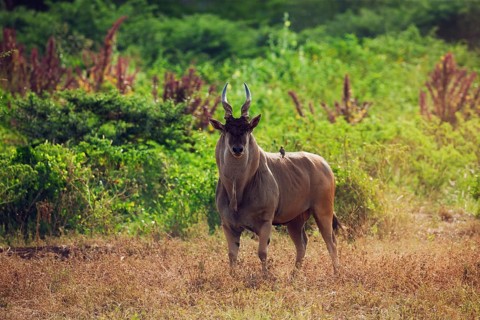 Eland (Taurotragus oryx)
