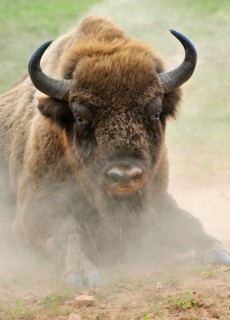 European Bison (Bison bonasus) in the whirling dust