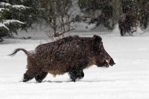 Wild boar (Sus scrofa)