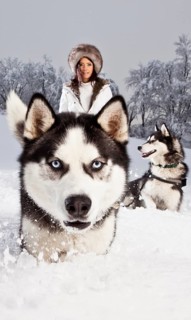 Young woman with huskies in the snow