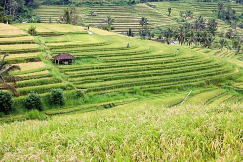 Rice fields