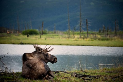Moose (Alces alces)