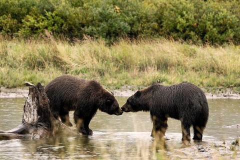 Grizzly Bears (Ursus arctos horribilis) sniffing each other