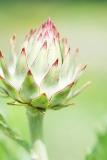 Budding Cardoon (Cynara cardunculus)