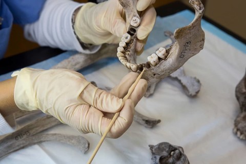 Forensic scientist at Baylor University working to identify the remains of unidentified migrants