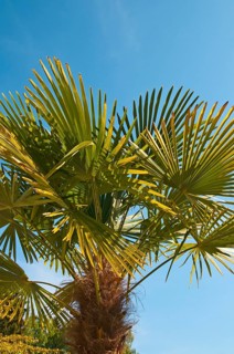 Chinese Windmill Palm (Trachycarpus fortunei)