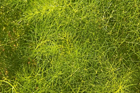 Fennel plant (Foeniculum vulgare)