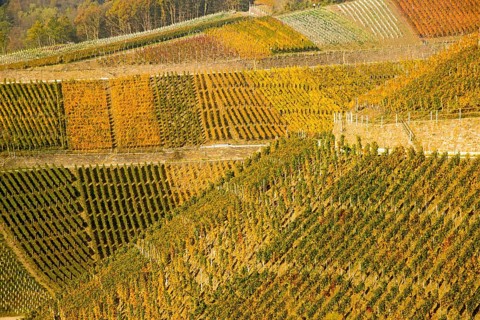 Vineyards in autumn