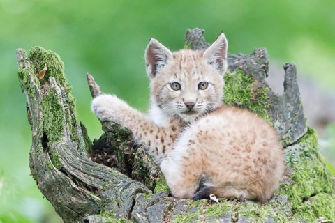 Eurasian Lynx (Lynx lynx)