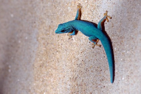 William's Dwarf Gecko or the Electric