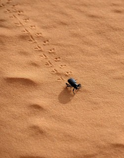 Tiger Beetle (Cicindelinae)
