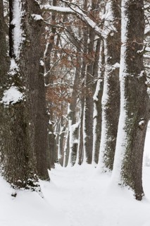 Snow-covered trees